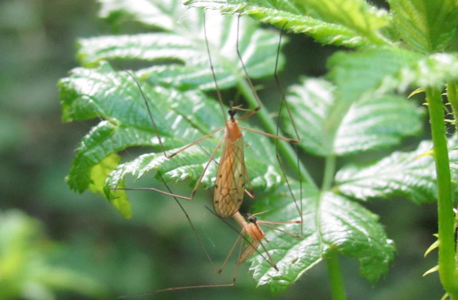 Tipulidae? in accoppiamento